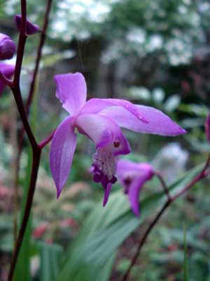 Ground Orchid