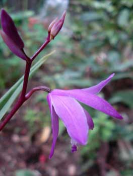 Ground Orchid