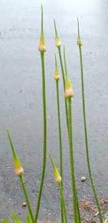 Hair Allium