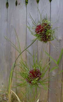 Allium Drumstickflowers on More Normal Looking Drumstick Allium Or Roundheaded Leek   Allium