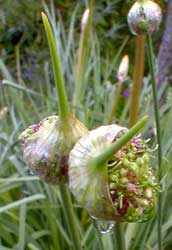 Hair Allium