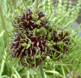 Hair Allium