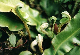 Hart's Tongue fiddleheads