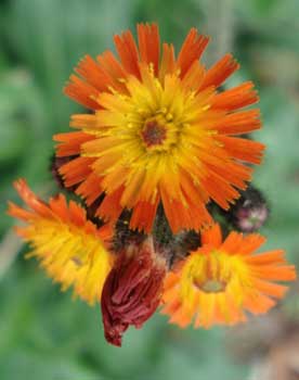 Hawkweed