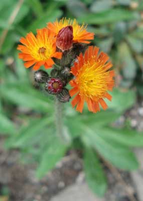 Hawkweed