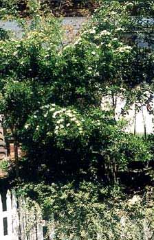 Hawthorn in May bloom