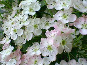 Hawthorn's May flowers