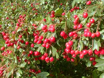 September Berries