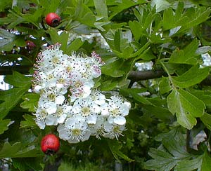 Hawthorn