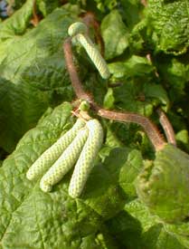 September Catkins