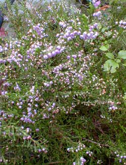 Heather