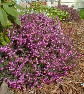 Winter Heath