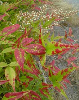 Nandina