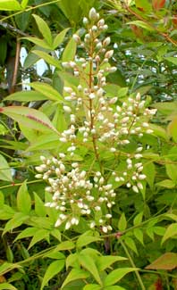 Young Nandina leaves