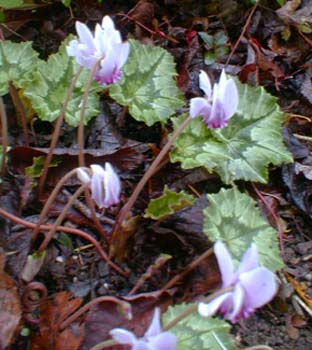 Cyclamen beside Steppingstone