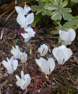 White Cyclamen