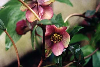 Hellebore