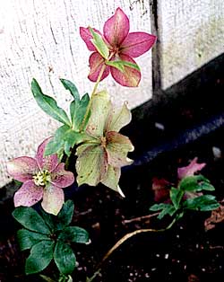 Hellebore