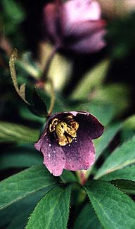 Hellebore