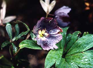 Hellebore