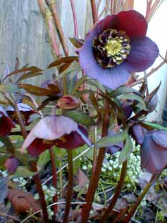 Hellebore