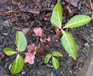 Species Hellebore