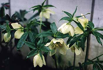 Hellebore