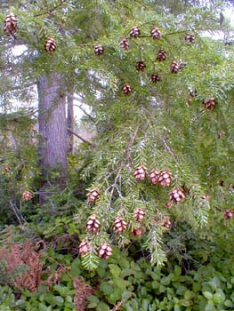 Western Hemlock