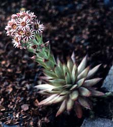 Hen & Chicks