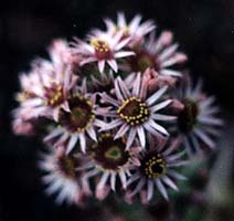 Hen & Chicks bloom