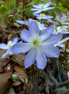 Hepatica