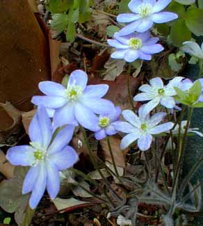 Hepatica