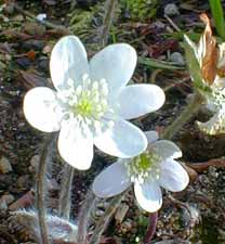 White Hepatica