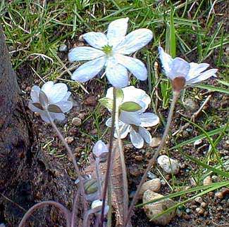 Hepatica