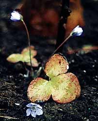 Hepatica