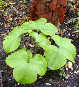 Hepatica