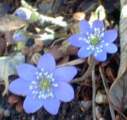 Hepatica