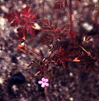 Herb Robert bloom