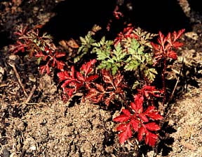 Herb Robert