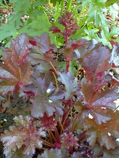 Crimson Curls