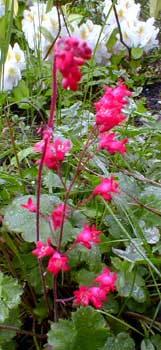 Coral Bells