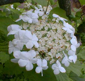 Highbush Cranberries