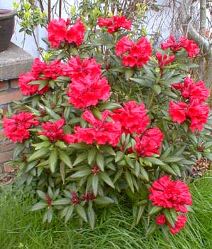 Rhododendron