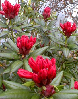 Rhododendron