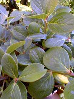 Himalayan Huckleberry