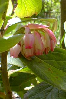 Himalayan Huckleberry