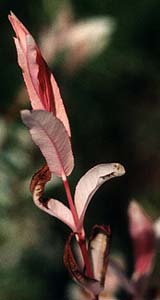 Nishiki summer leaf