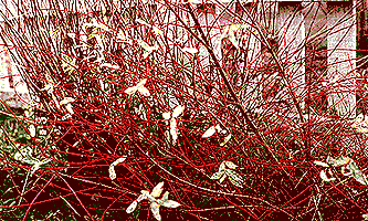 Nishiki Willow's Red Branches