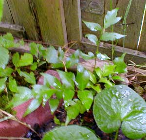 Holly Fern