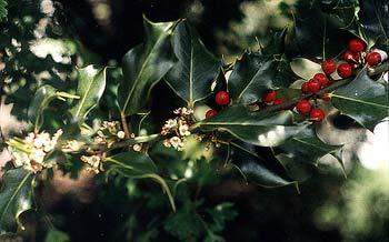 Native Trees 20cm 3 X Holly Ilex Aquifolium